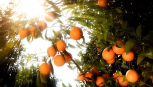 Agricultura sostenible: el presente y futuro de la industria agrícola