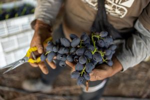 Digitalización_en_la_Agrícultura