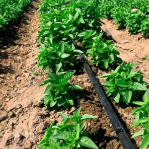 Agricultura_Sostenible